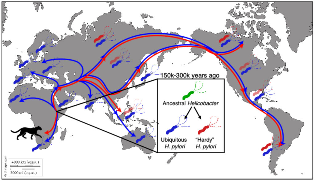 ヘリコバクターがアフリカから我々の胃の中を旅する(画像提供：SIII）